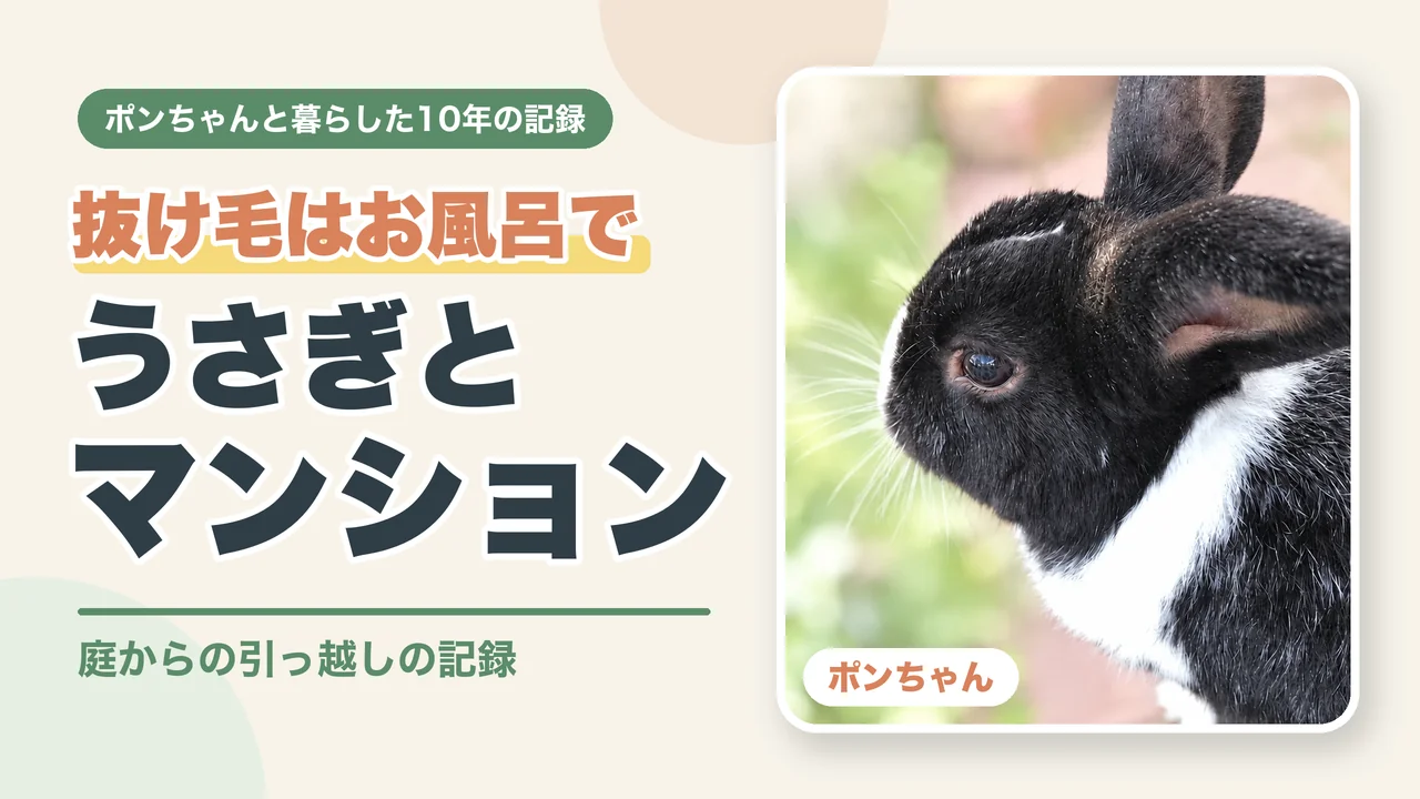 うさぎをマンションで飼う記事へ（抜け毛はお風呂で、引っ越しの記録）