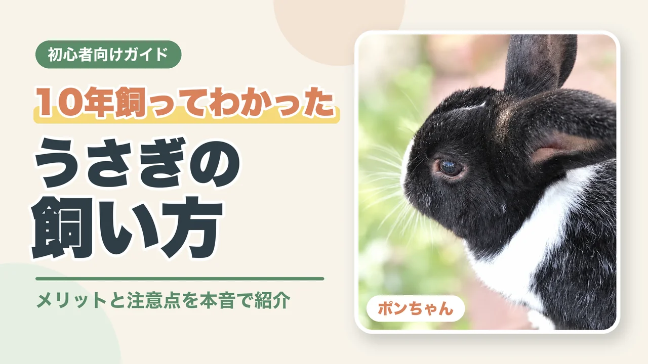 10年飼ってわかった うさぎの飼い方 初心者向けガイド（ポンちゃんの横顔）
