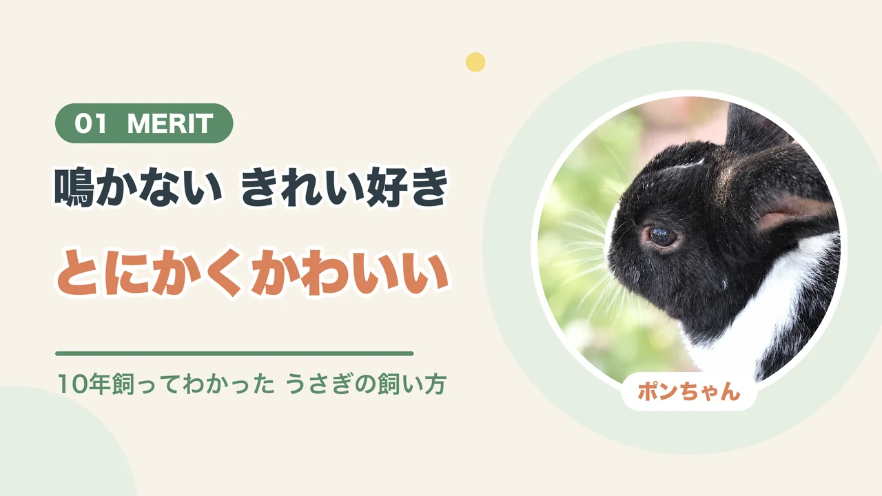 うさぎを飼うメリットは鳴かないこと、きれい好きなこと、かわいいこと（ポンちゃんの横顔）