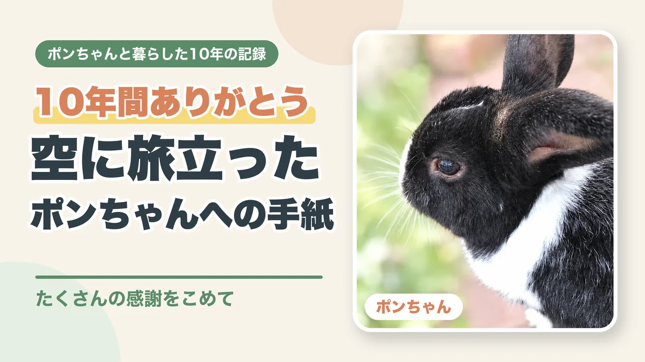 10年間ありがとう。空に旅立ったポンちゃんへの手紙、たくさんの感謝をこめて（ポンちゃんの横顔）