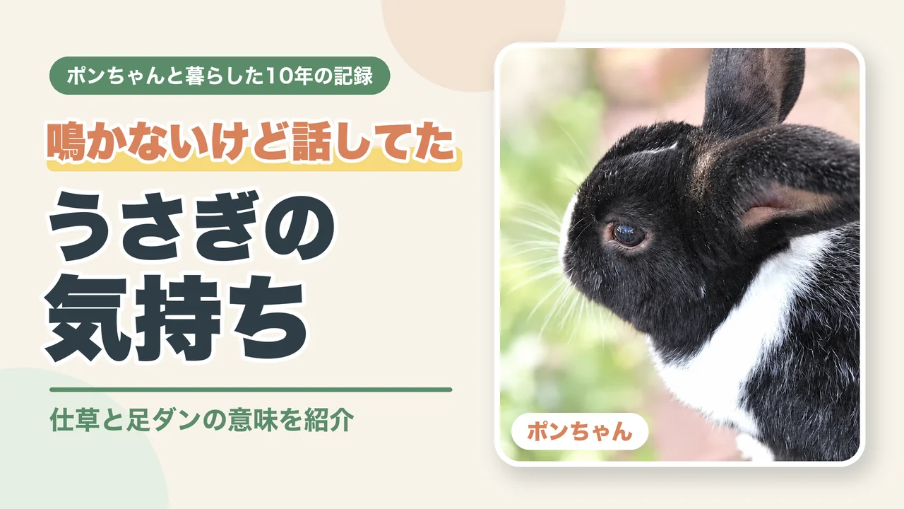 鳴かないけど話してた うさぎの気持ち 仕草と足ダンの意味（ポンちゃんの横顔）