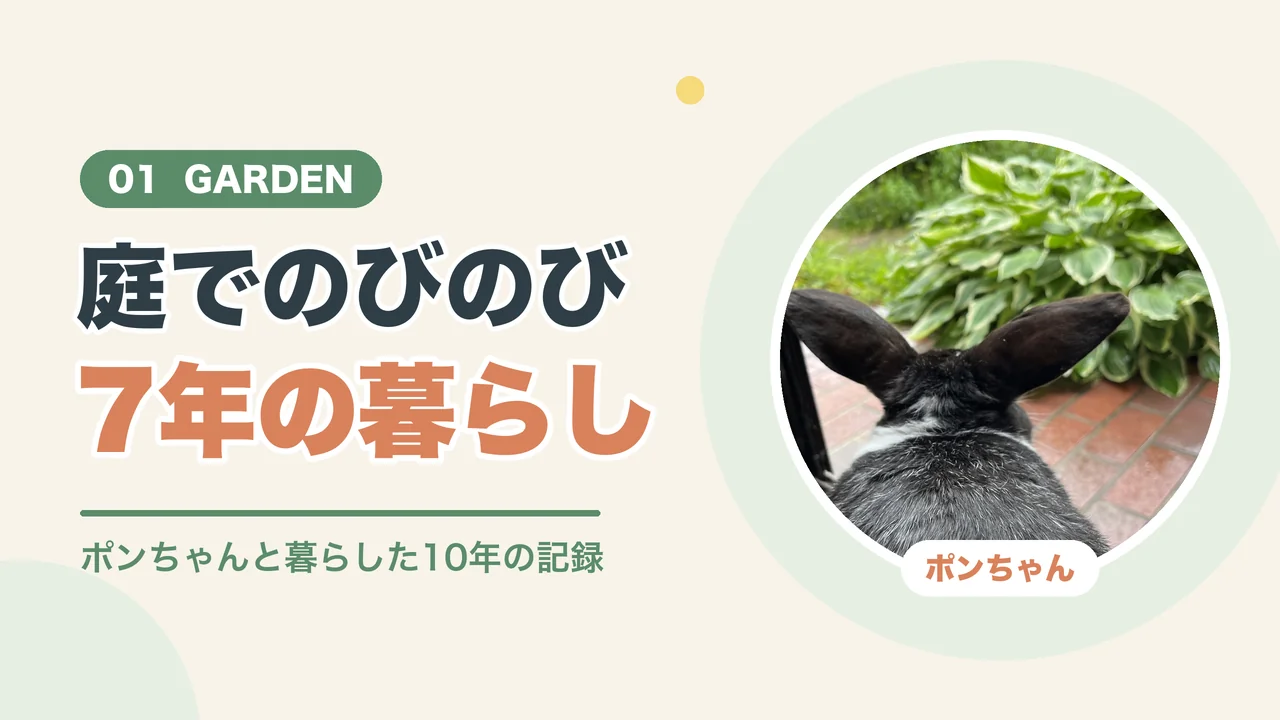 うさぎを庭で飼う暮らし(庭をながめるポンちゃんの後ろ姿)