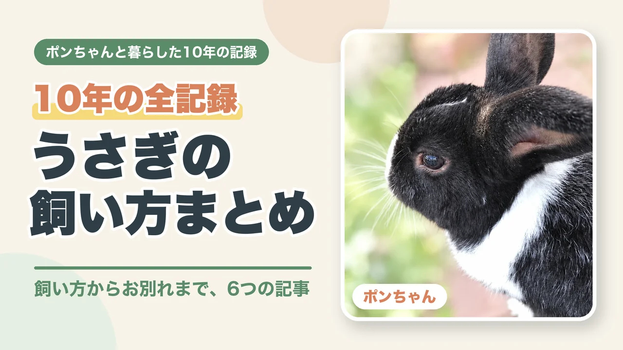 うさぎの飼い方まとめ、10年の全記録。飼い方からお別れまで、6つの記事（ポンちゃんの横顔）