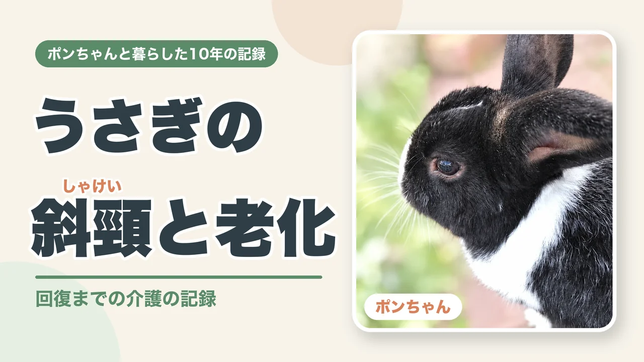 うさぎの斜頸（しゃけい）と老化、回復までの介護の記録（ポンちゃんの横顔）