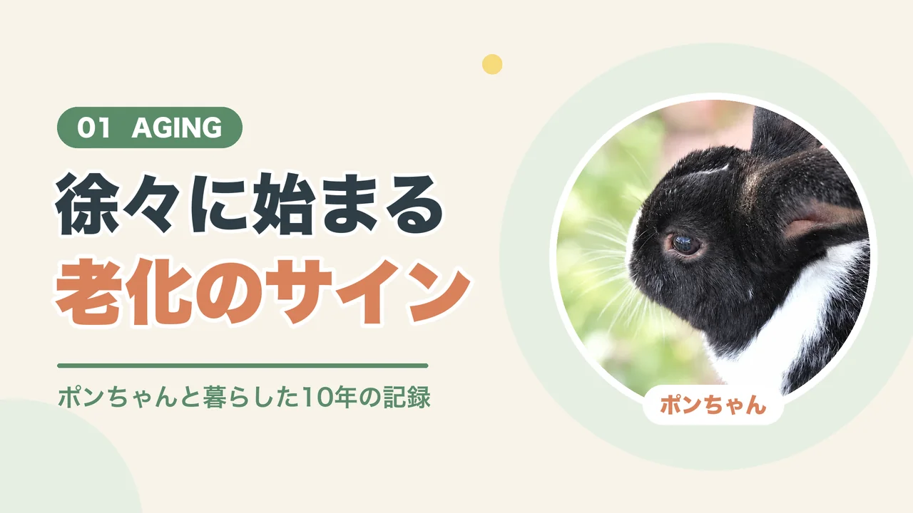 うさぎの寿命と老化のサイン（ポンちゃんの横顔）